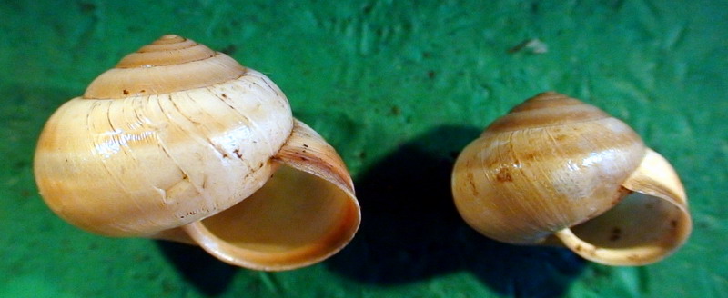 Monacha (Eutheba) rizzae (Aradas, 1844) (SR)